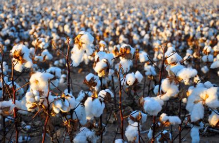 why is cotton so illegal